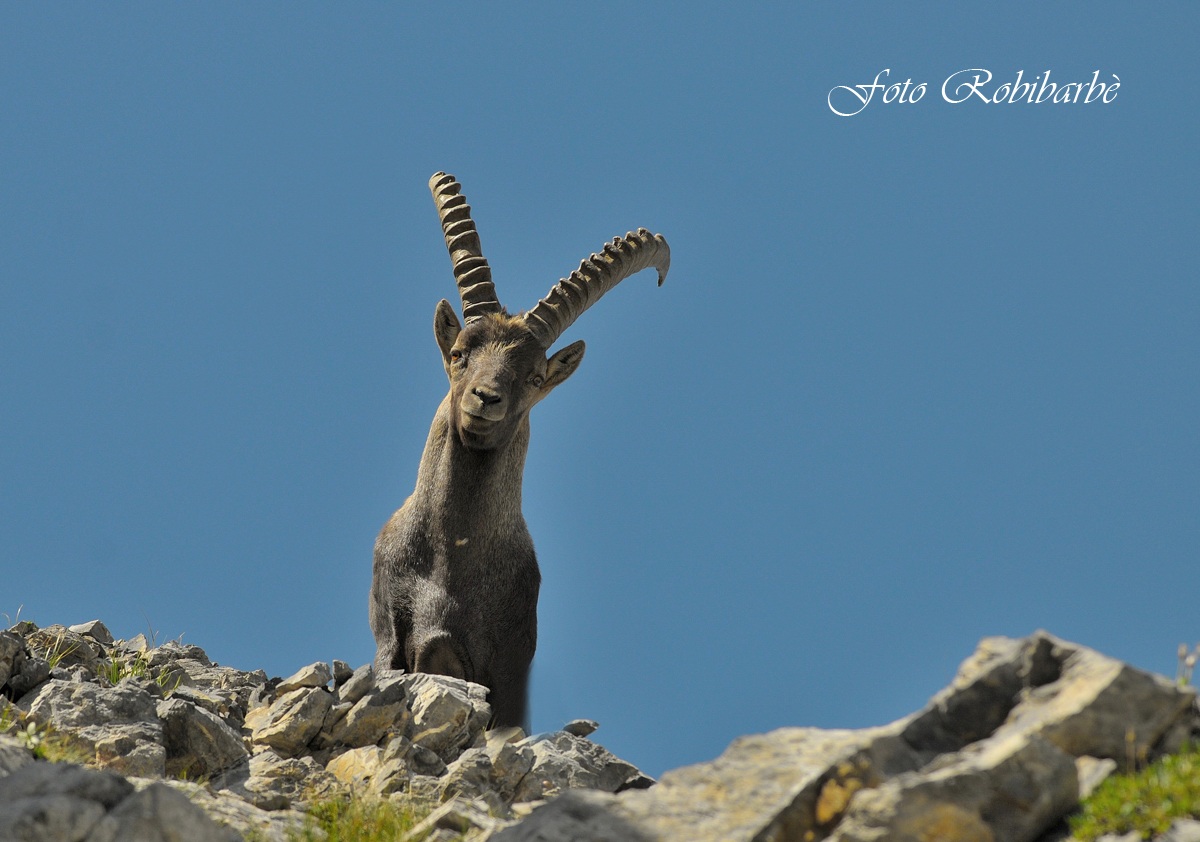 Stambecco maschio ......