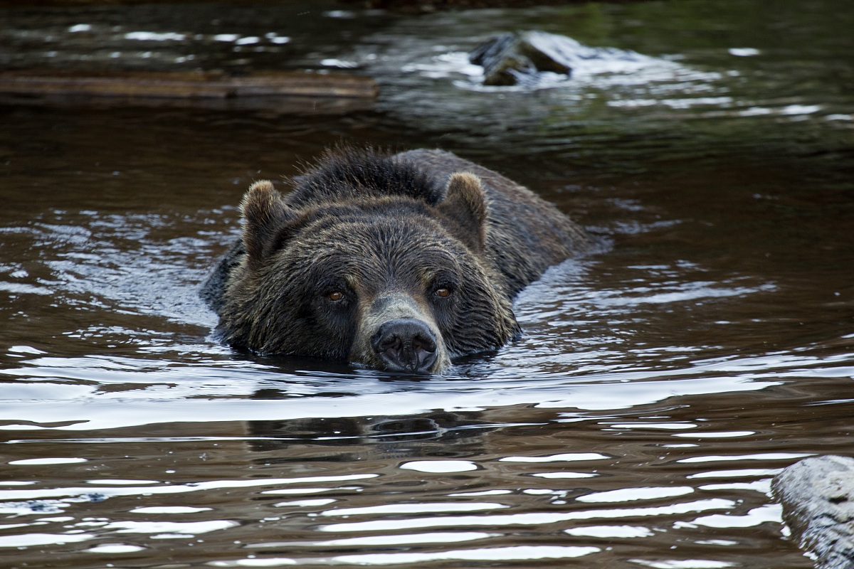 the grizzly Grouse Mountain