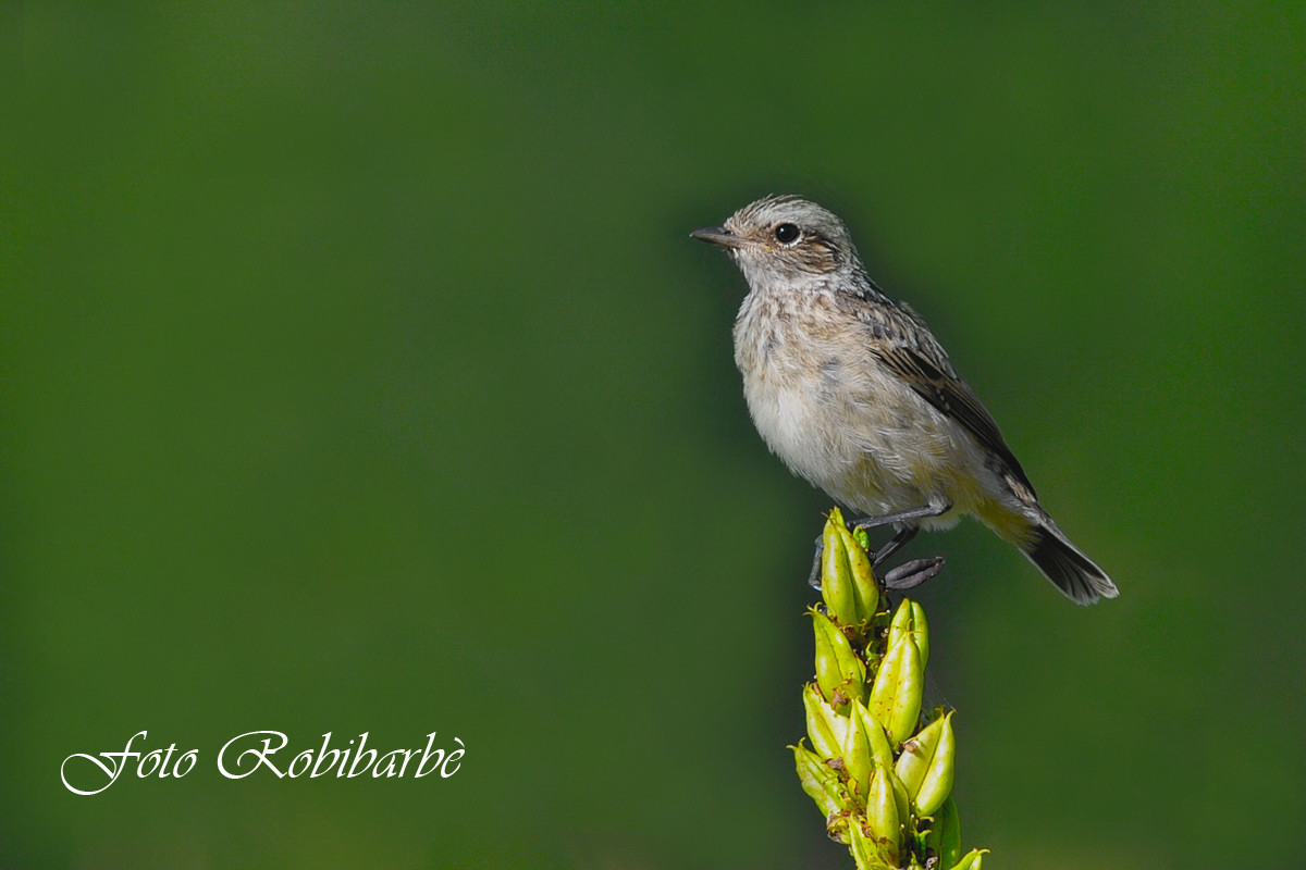 Stiaccino.. sul veratrum ....