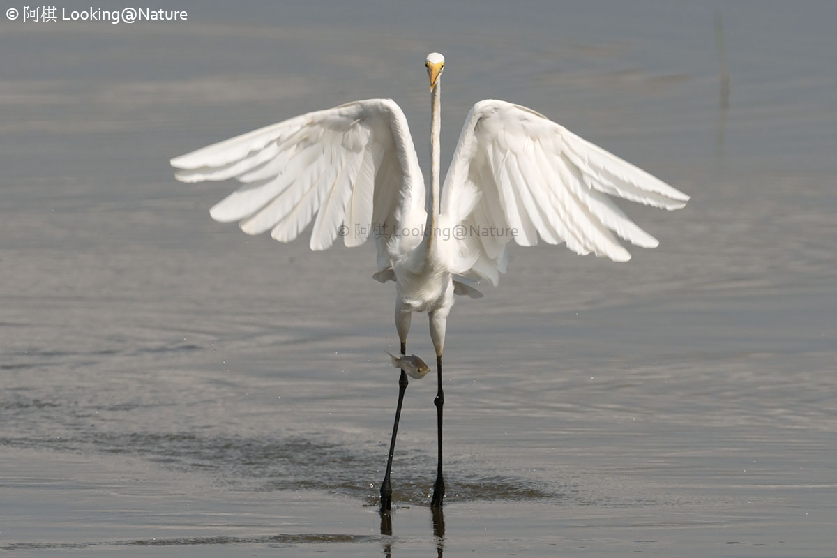 Great Egret