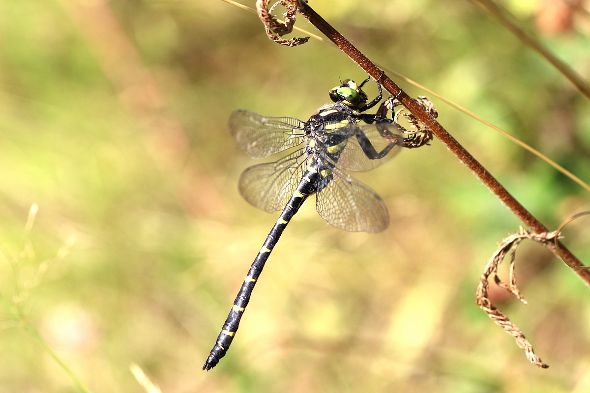 Libellula