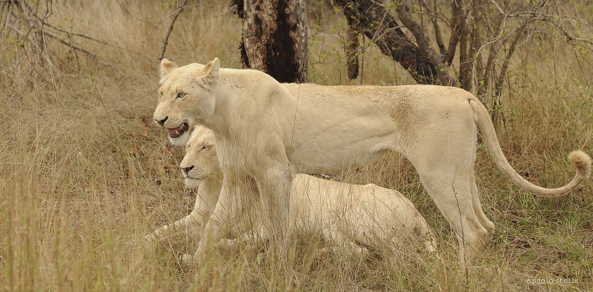 twins white lions