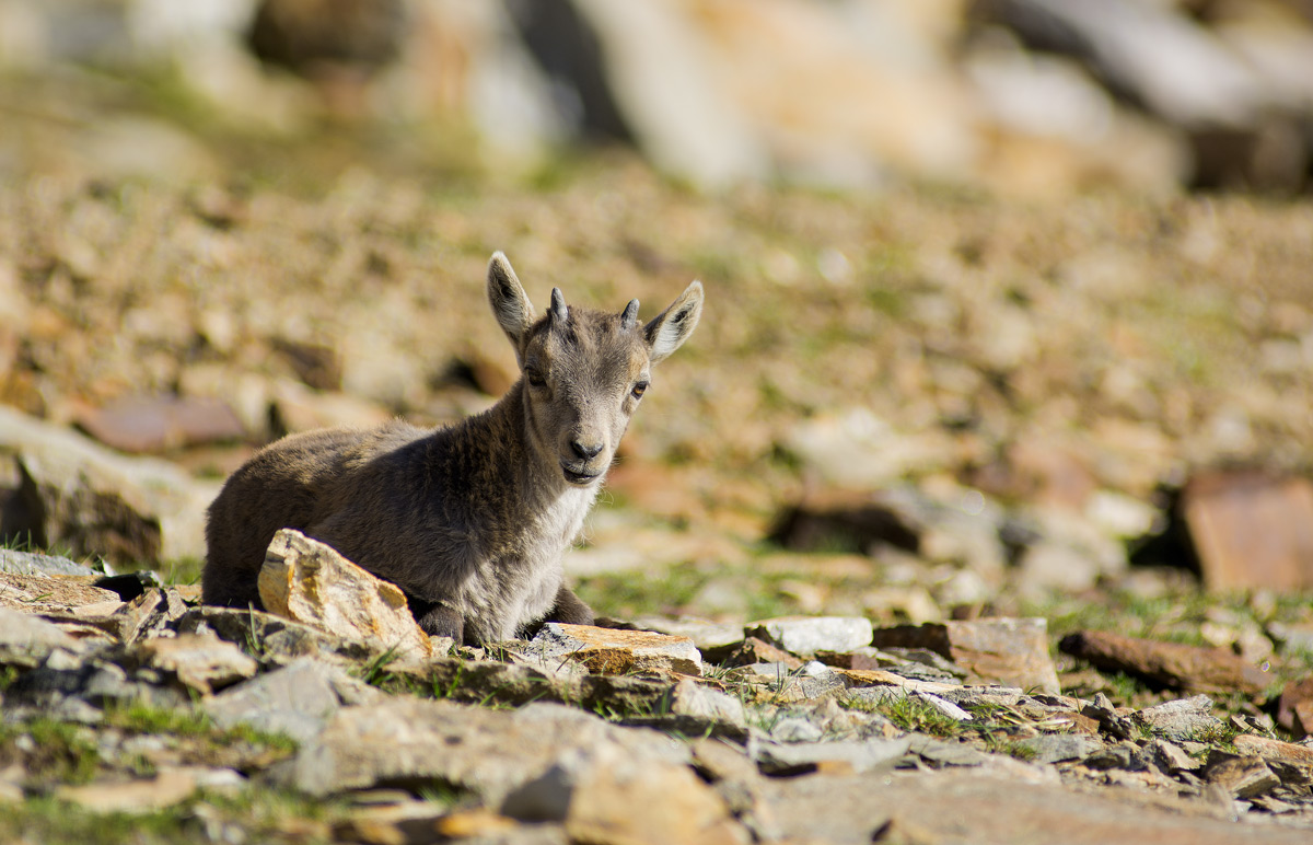 Small ibex