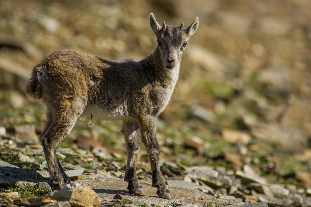 Small ibex