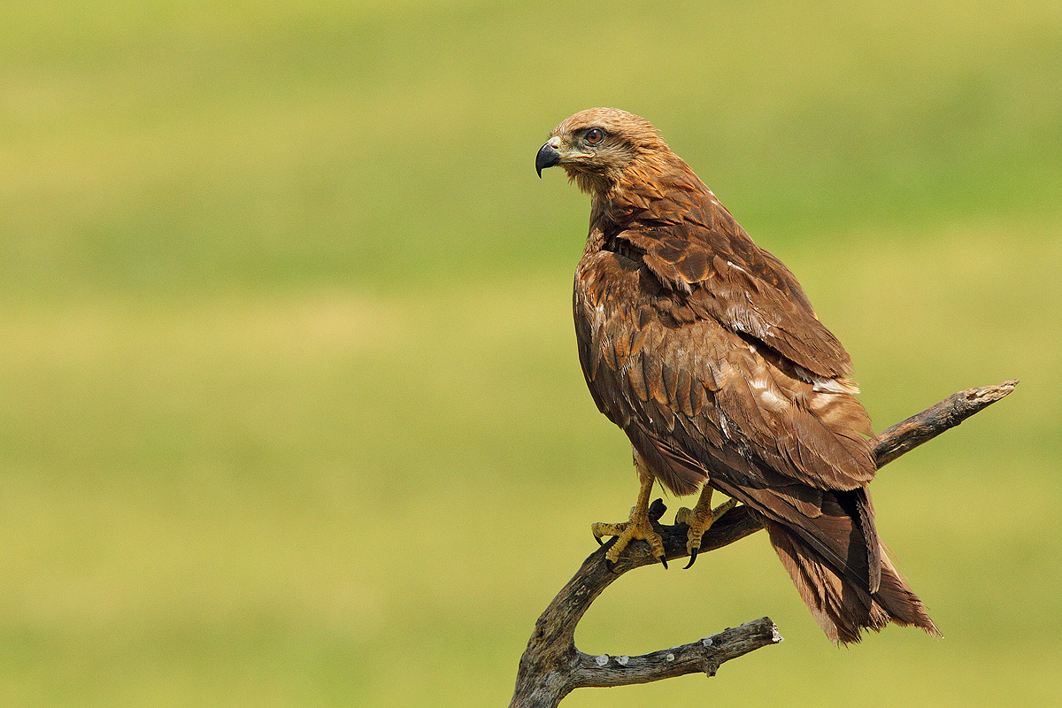 Black Kite