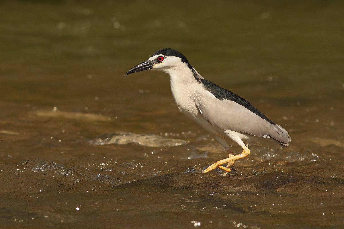 Night Heron
