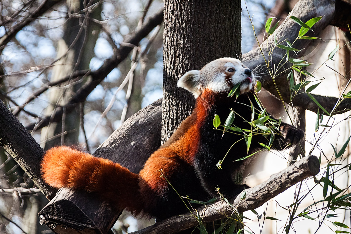 Red Panda