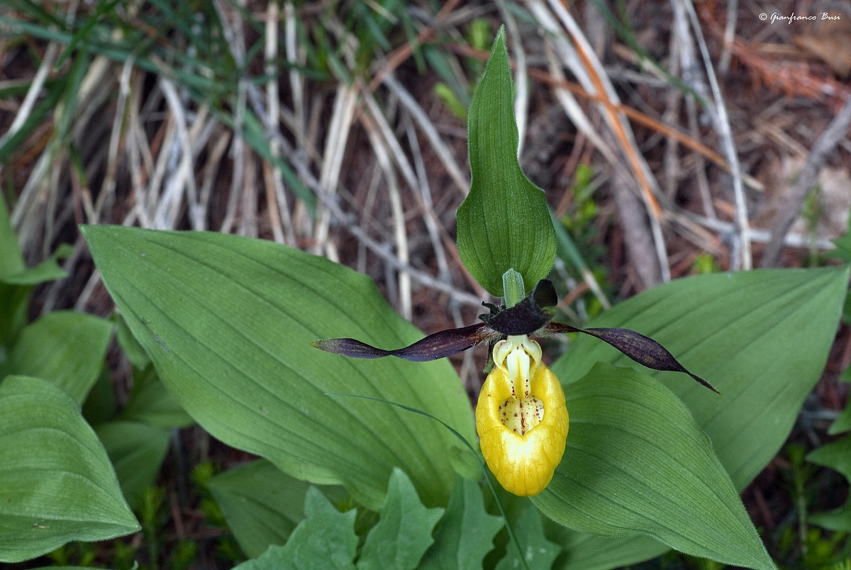 cypripedium calceolus 1