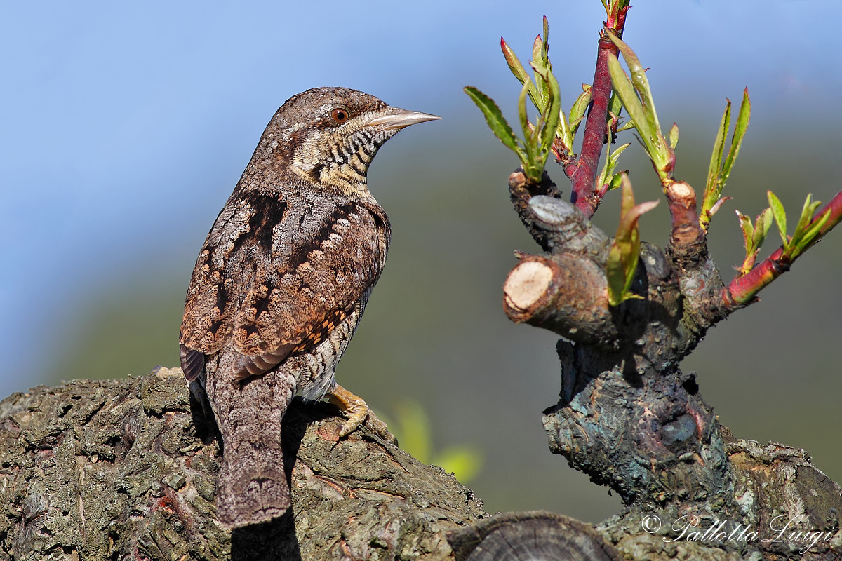 Wryneck (Jynx torquilla)