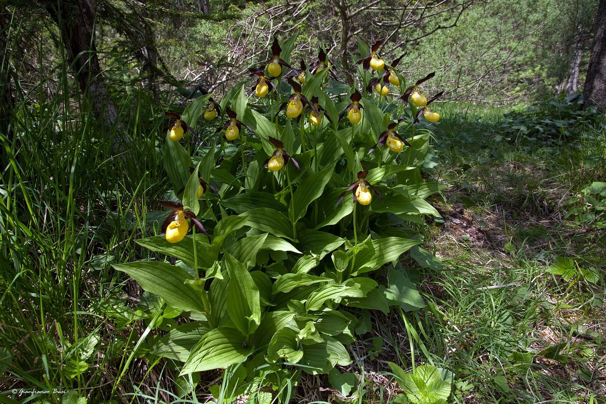 cypripedium calceolus 2