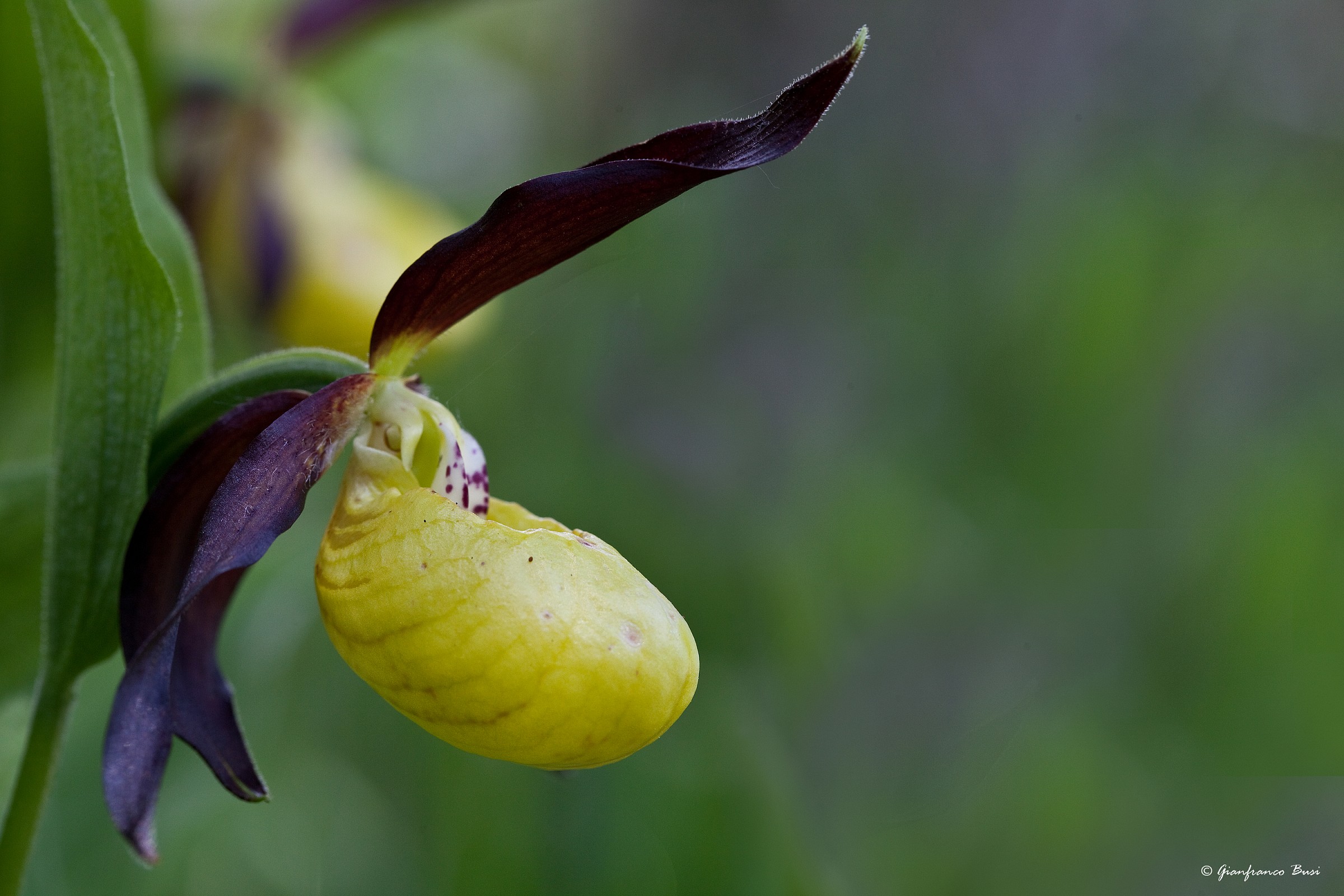 cypripedium calceolus 3