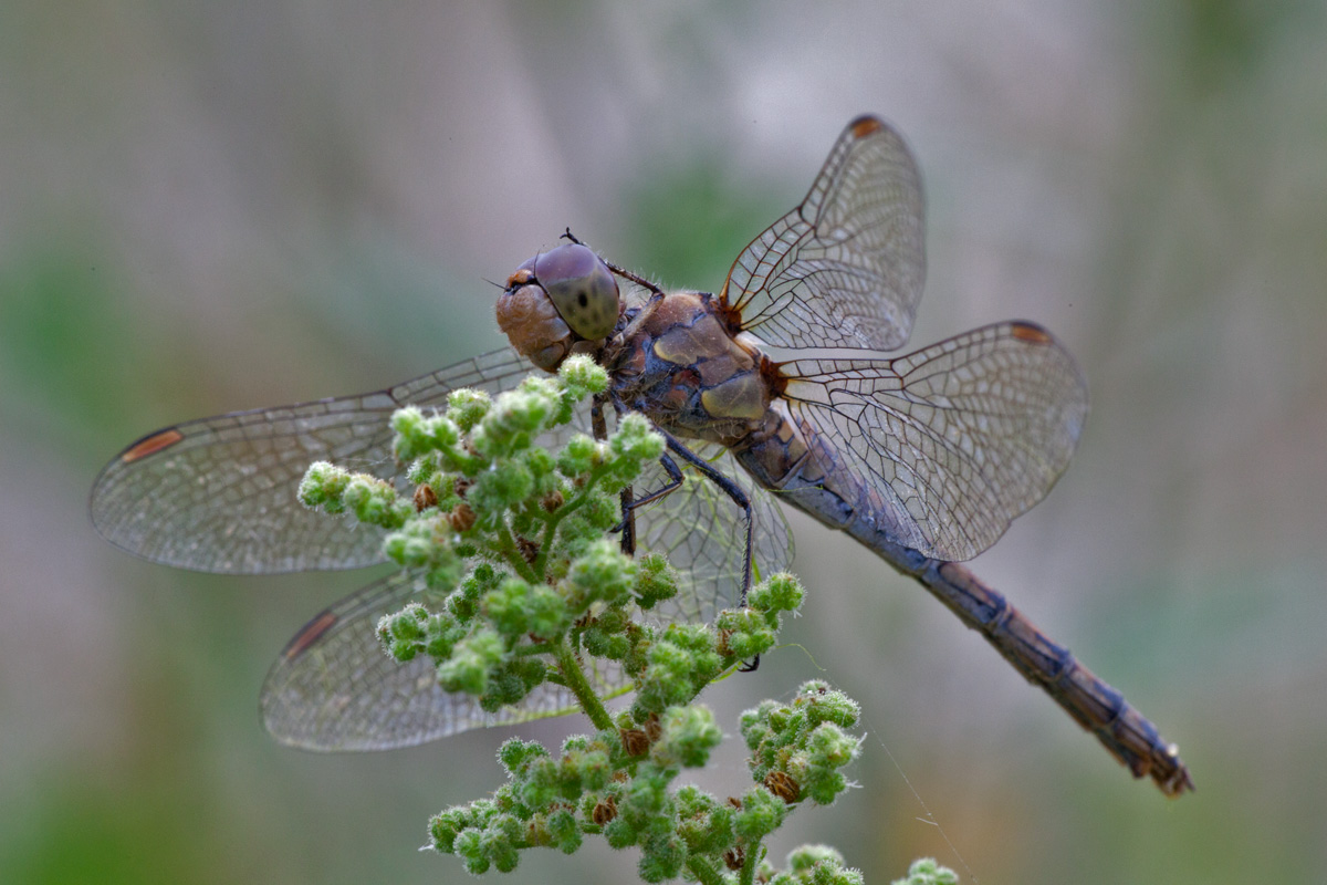 Sympetrum striolatum