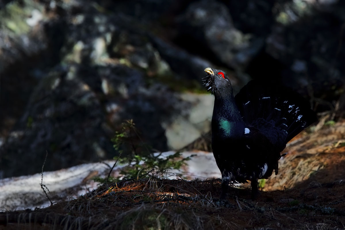 Gallo cedrone, la prima luce