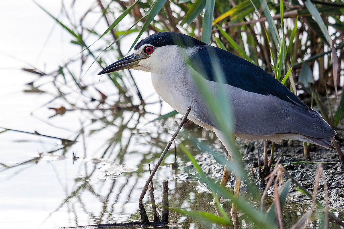 Night Heron