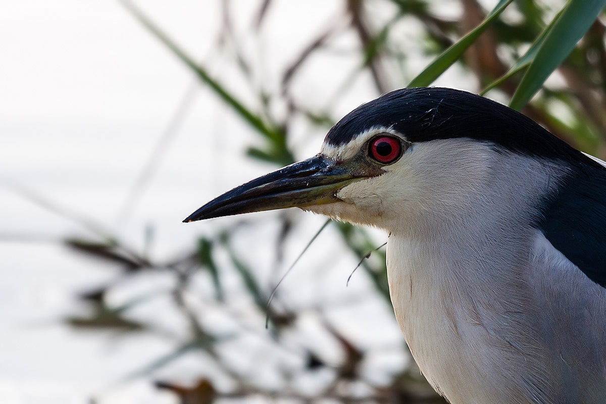 Night Heron - Portrait