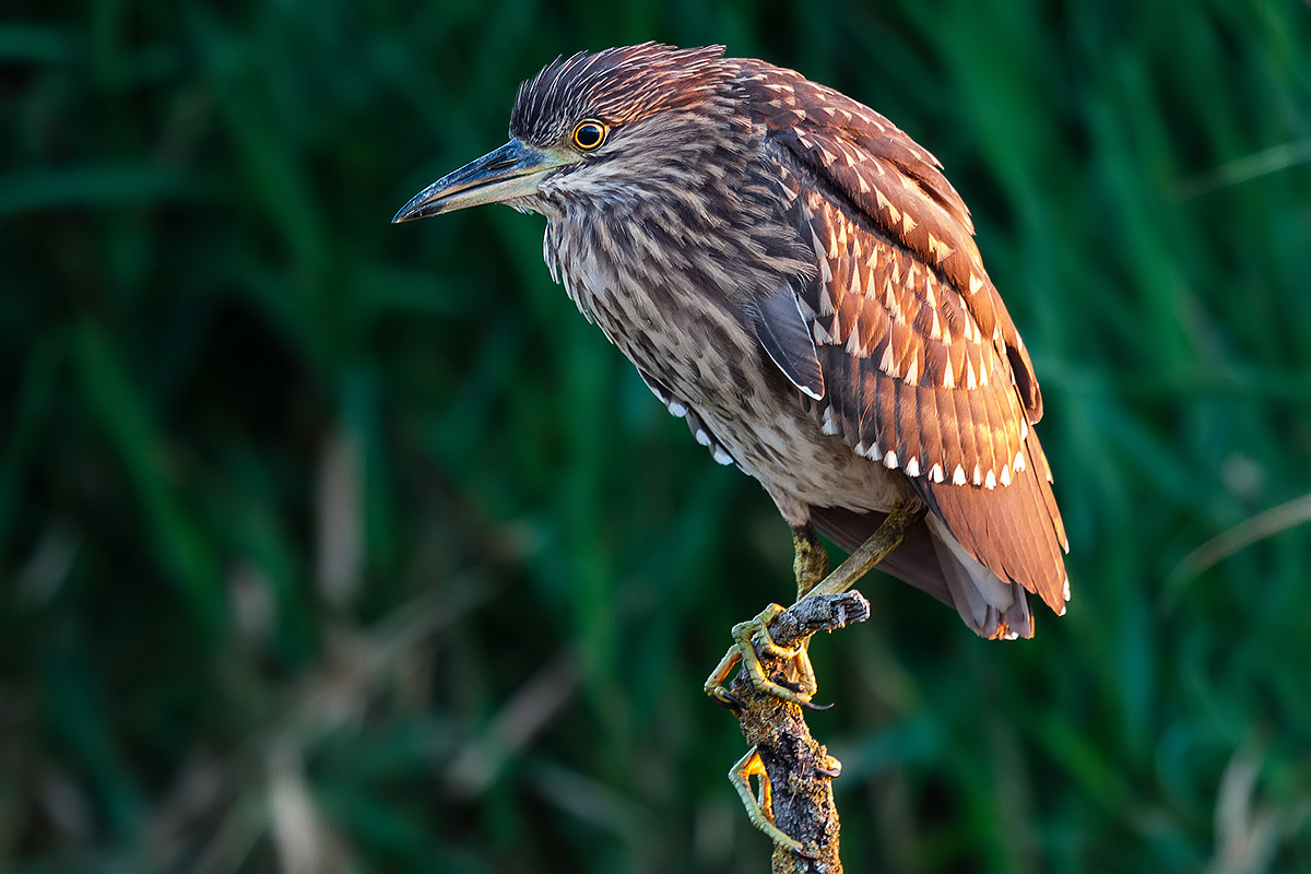 Night Heron young