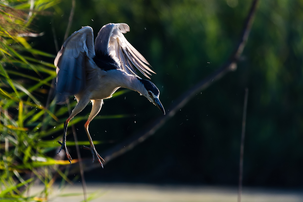 Night Heron - in the attack ..