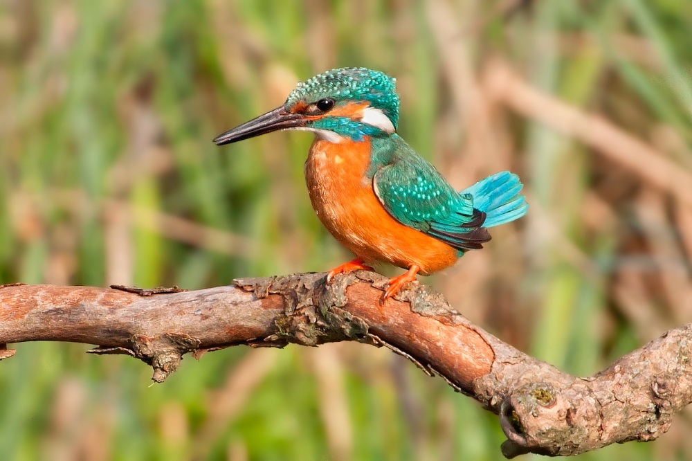 Martin Pescatore Coda Alta