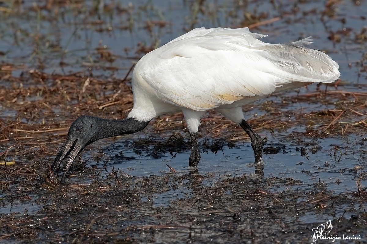 Ibis bianco (Threskiornis melanocephalus )
