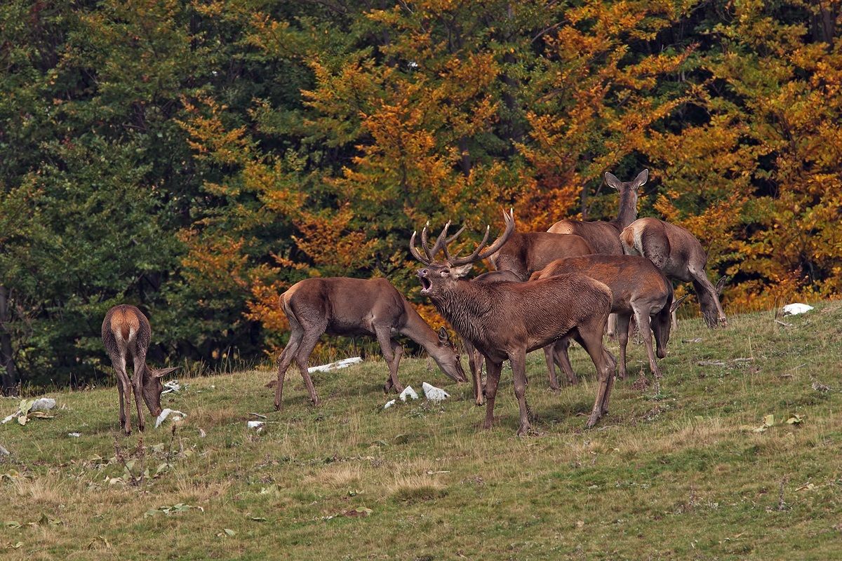 Maschio di Cervo con harem