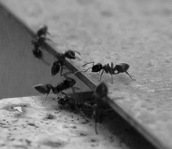 Formiche ad acquarello