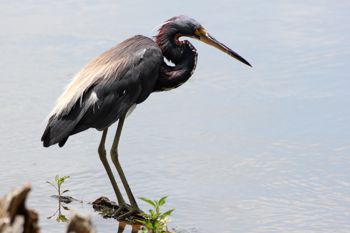 Airone della Louisiana