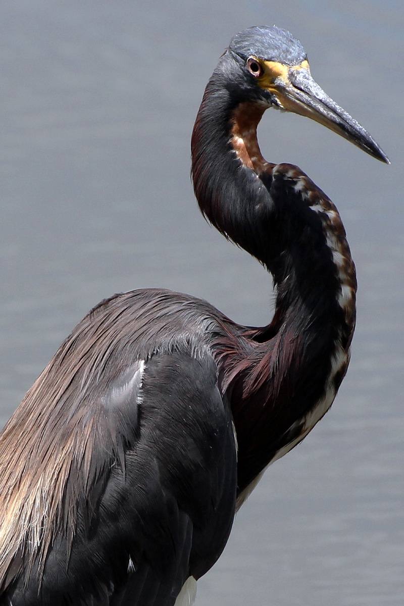 Airone della Louisiana