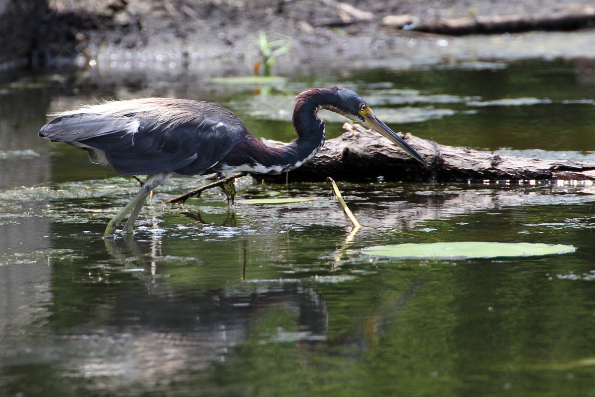 Airone della Louisiana