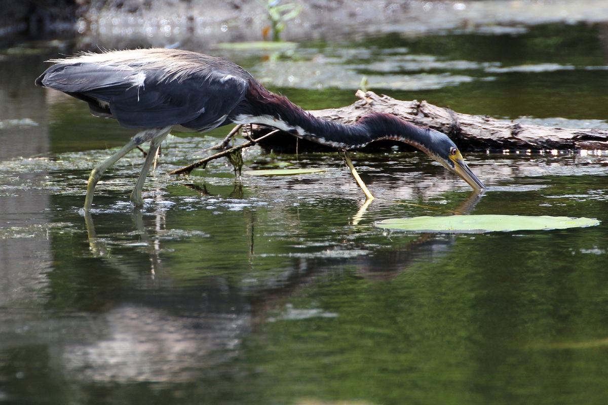 Purple Heron