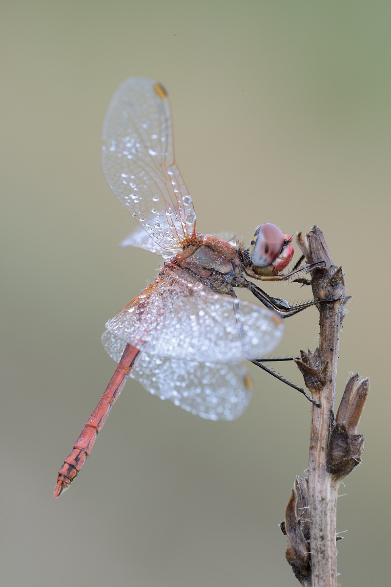 simpetrum fonscolombii