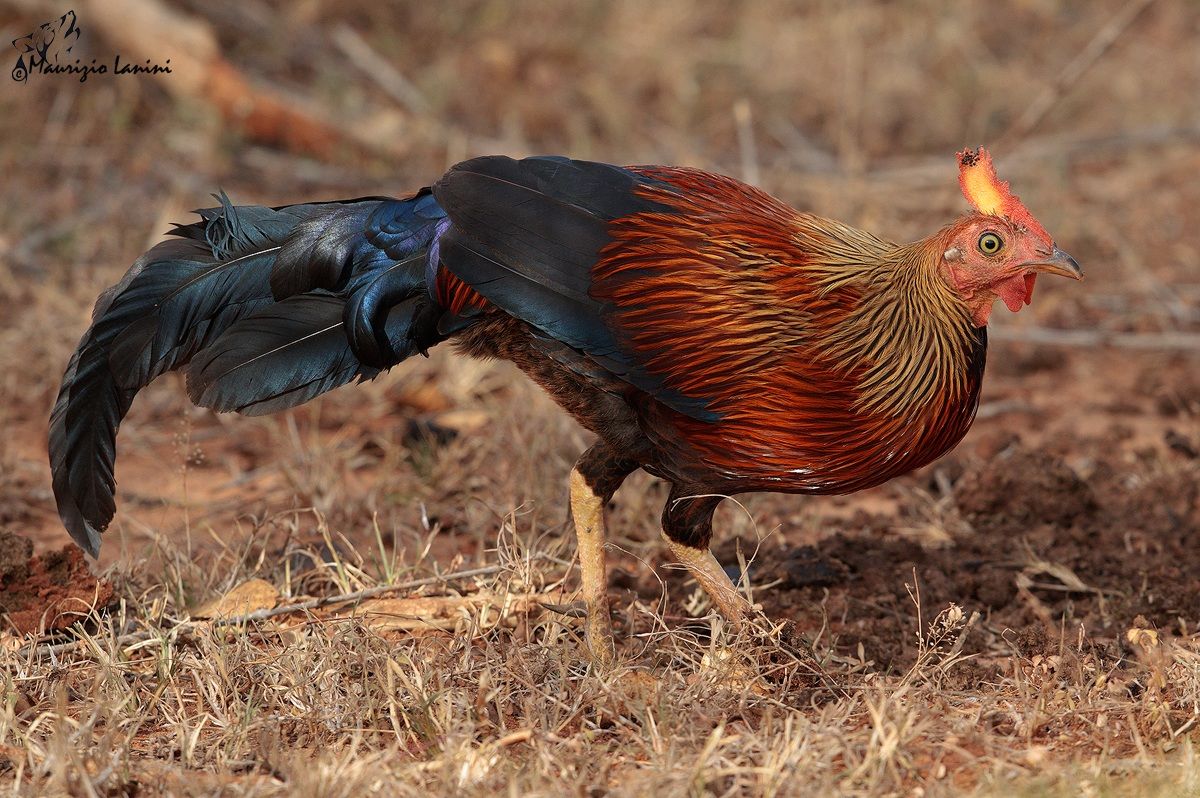 Gallo di foresta (Gallus lafayetii)