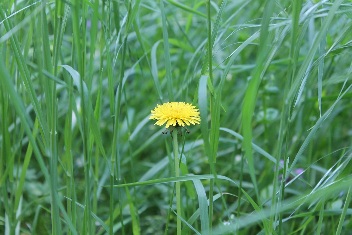 fiore di campo