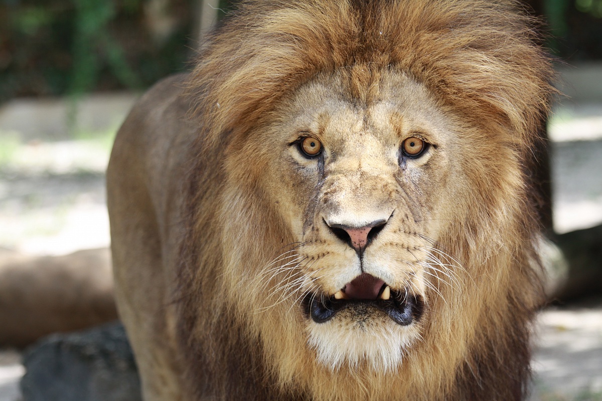 The King in captivity