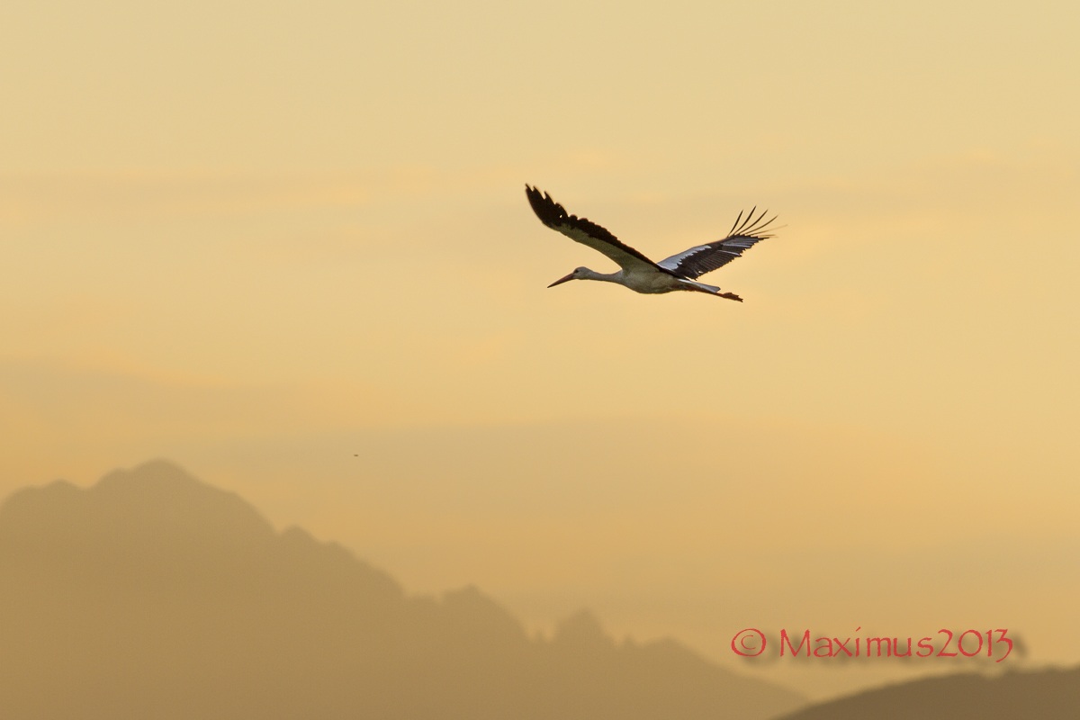 ... I'll fly with you ...