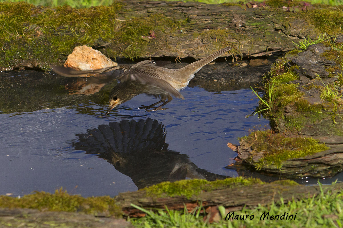 Pigliamosche su acqua