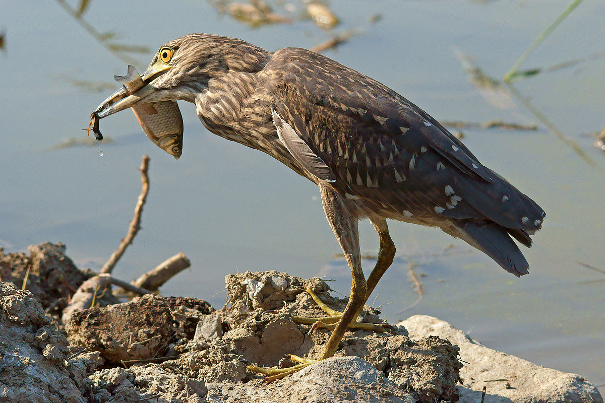 Nitticora giovane ...e sveglia!