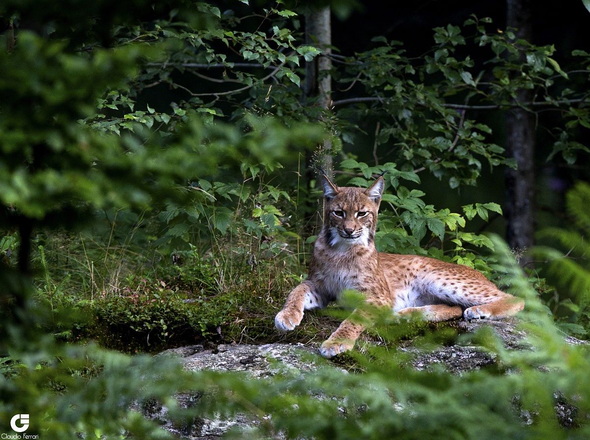 Lynx