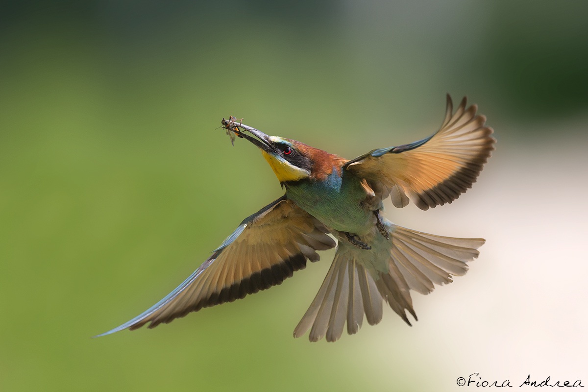 Rallentando...al nido