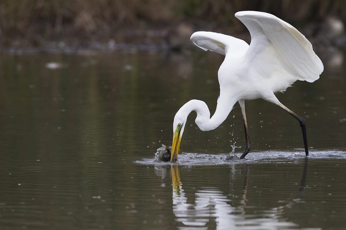 Airone bianco cacciatore