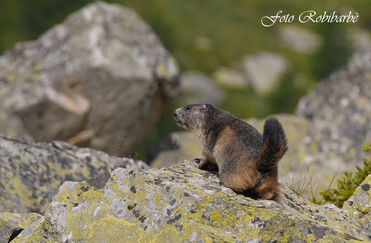Marmotta..... in allarme...