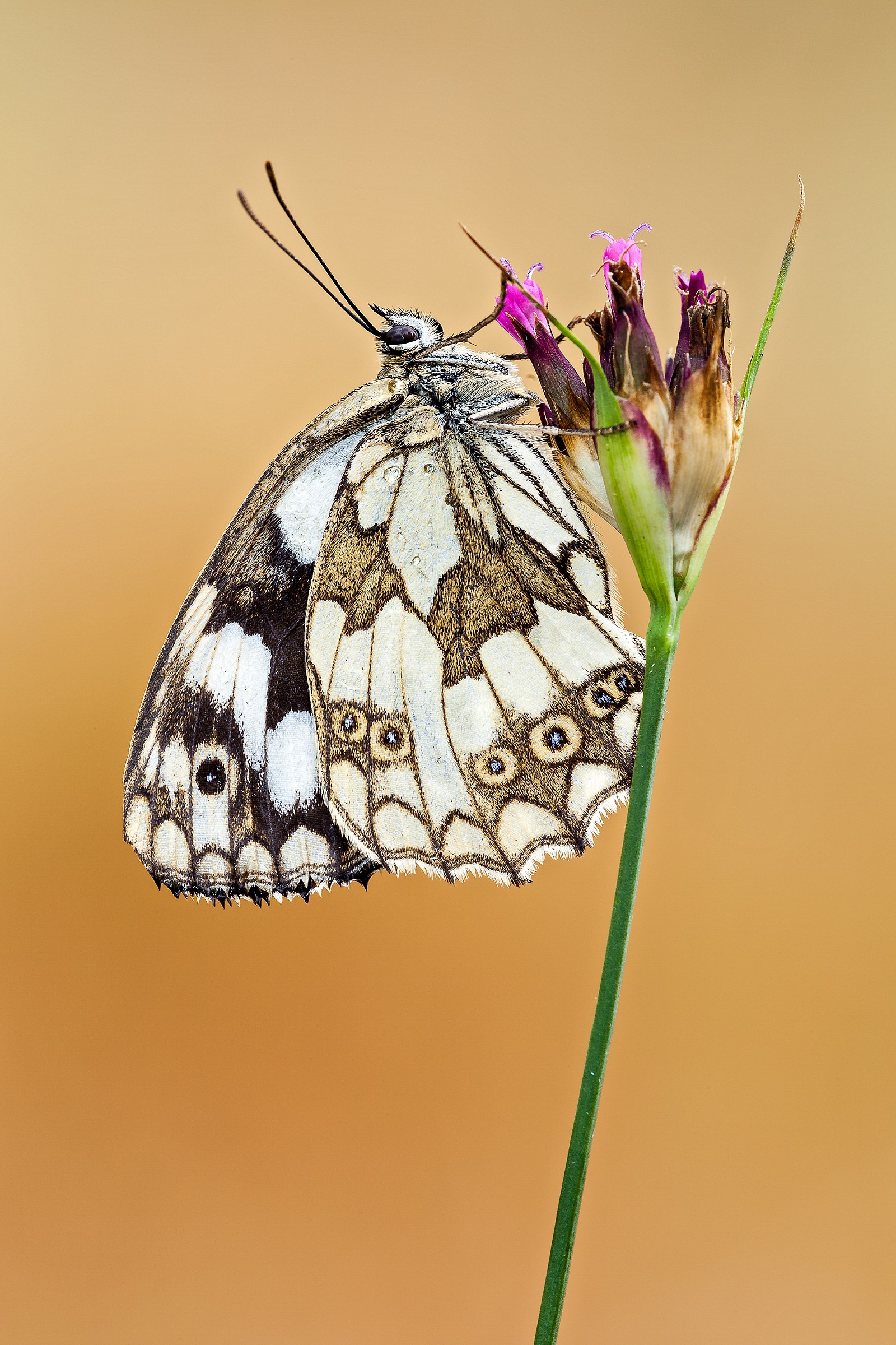 Melanargia