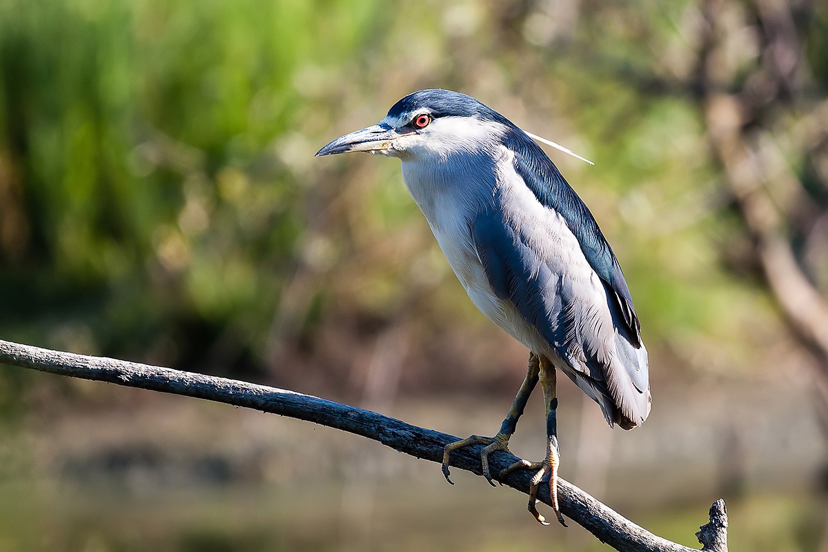 Night Heron