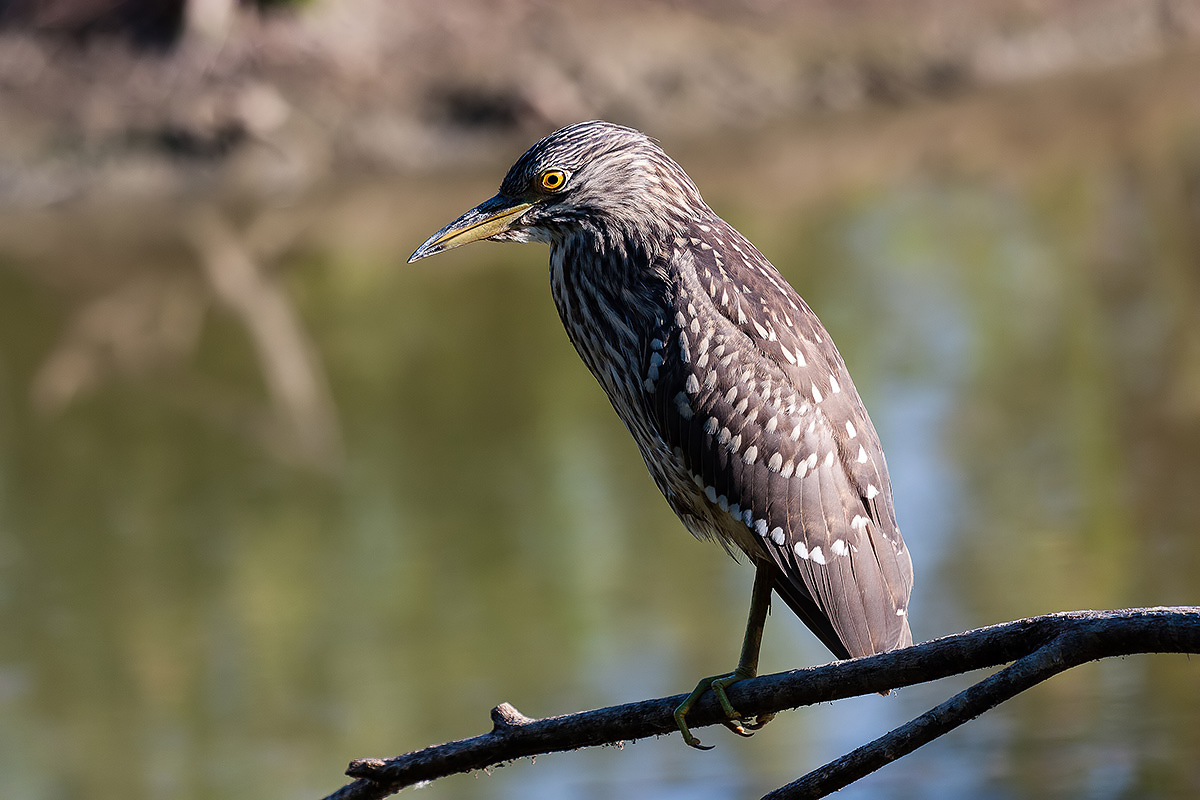 Night Heron young