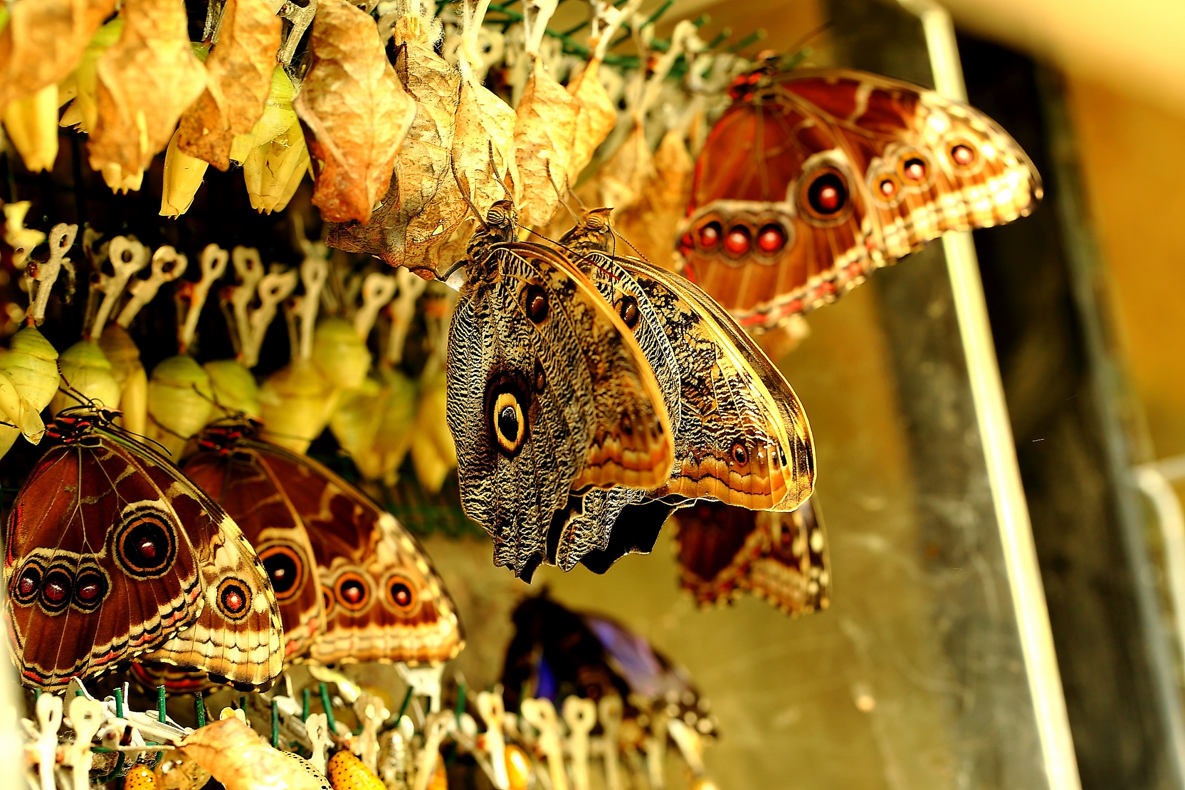 The factory of butterflies.