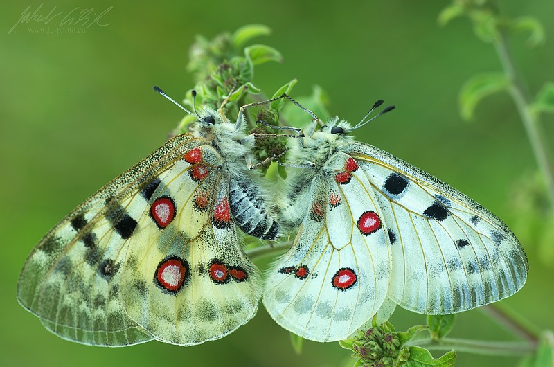 Parnassius apollo