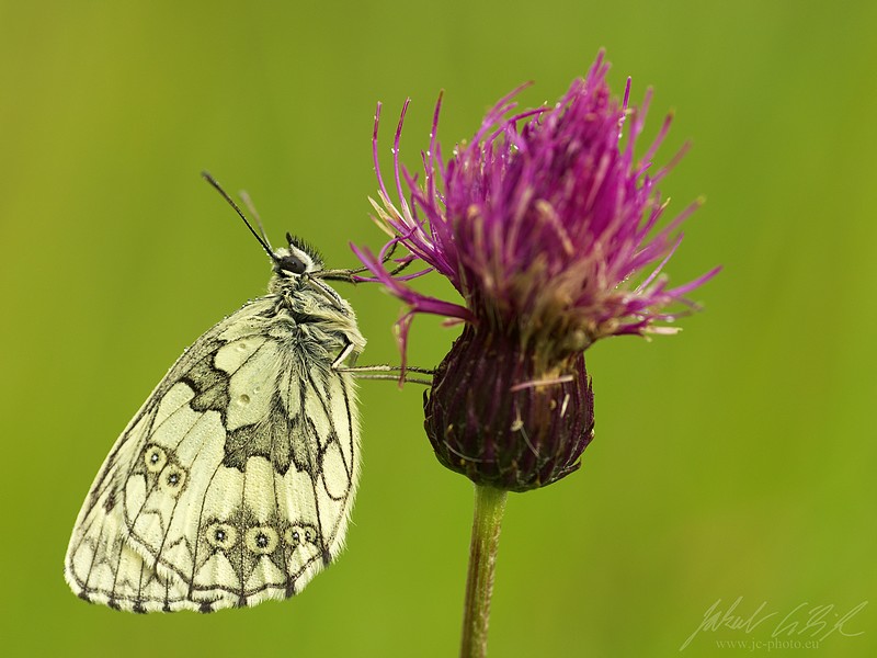 Melanargia galathea