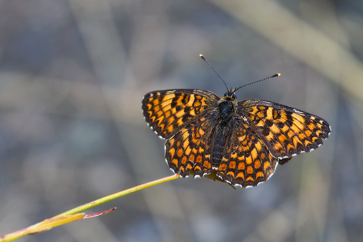 melitaea deione