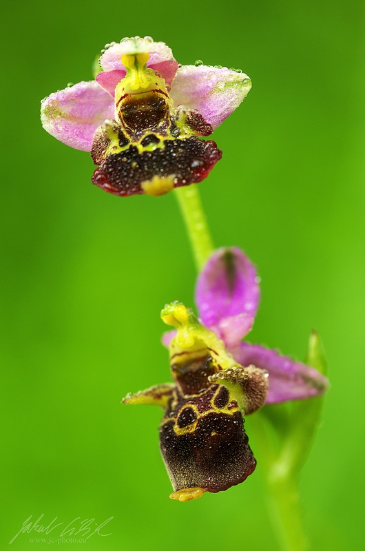 Ophrys holubyana