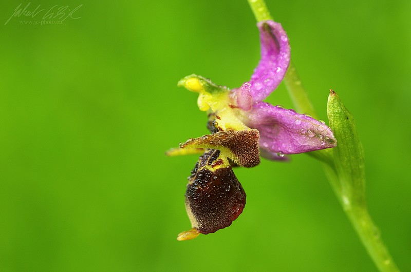 Ophrys holubyana