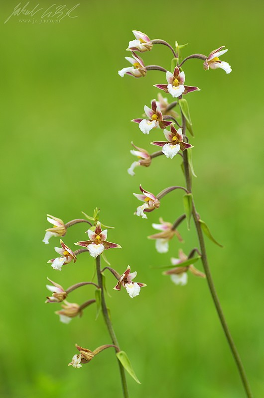 Epipactis palustris